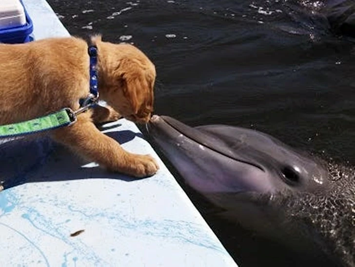 99E7F83C5FF39BE304374E