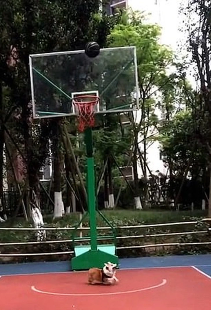 996ABF485FF950560D22FA