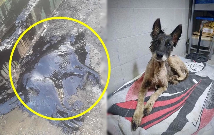 993FEF415F6042AE3758C9