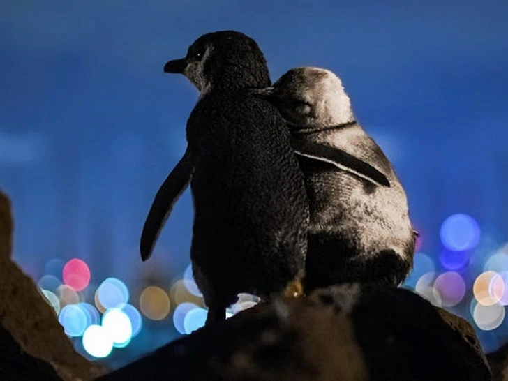 999315415FF39BE30493D1