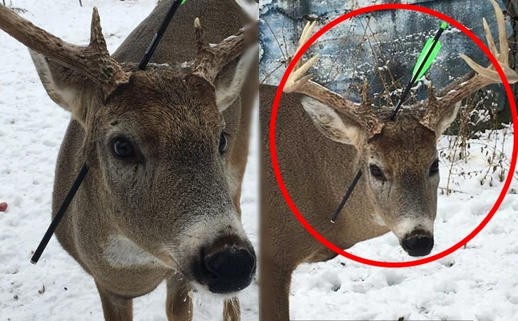 99CFD83B5FEC23281CF31A