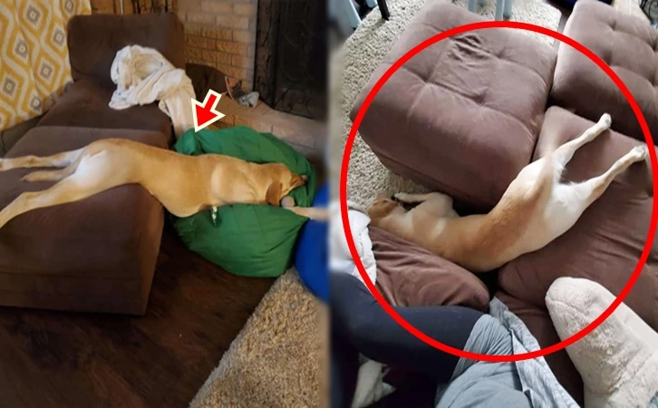 995B0D355FEA63ED0602DA