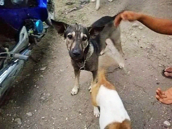 995CED49601642860887EB