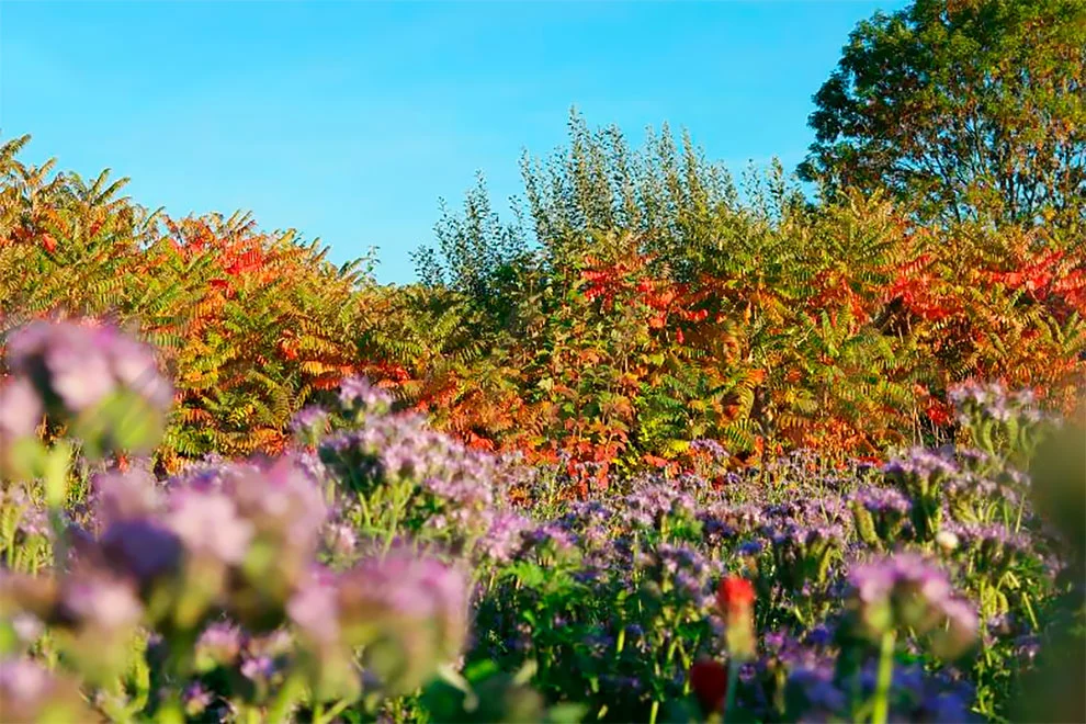 991AC1425F51CF0544CD4C