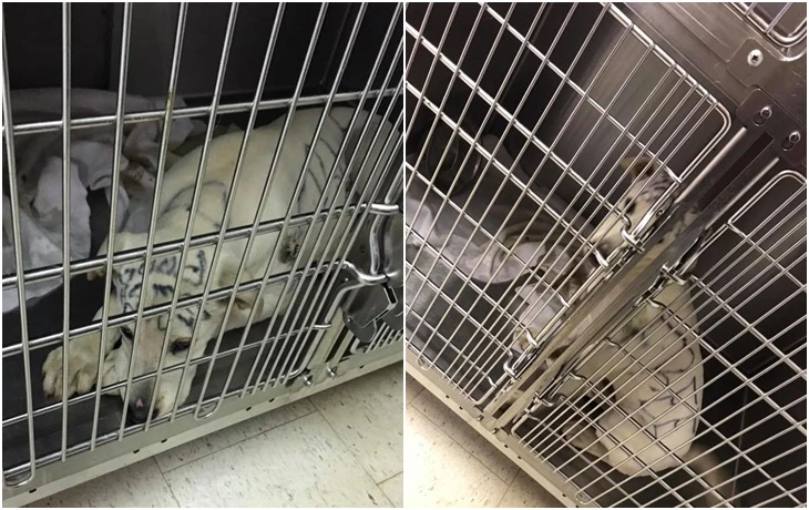 99CE714F5F797345322E68