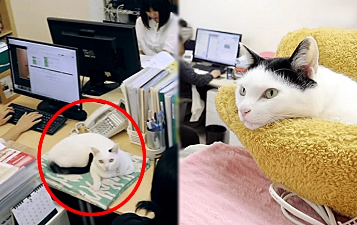 995416336003B7C20A3310