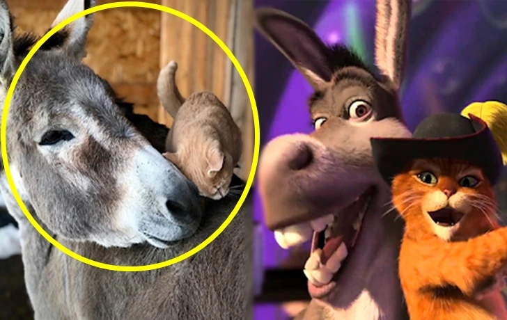 99DA254C5FA4B9FE207016