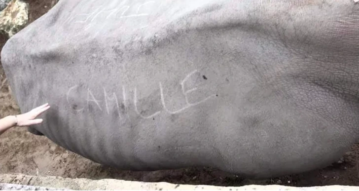 997301335D6E0FF7278A79