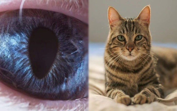 99A745355F4EF3481C249A