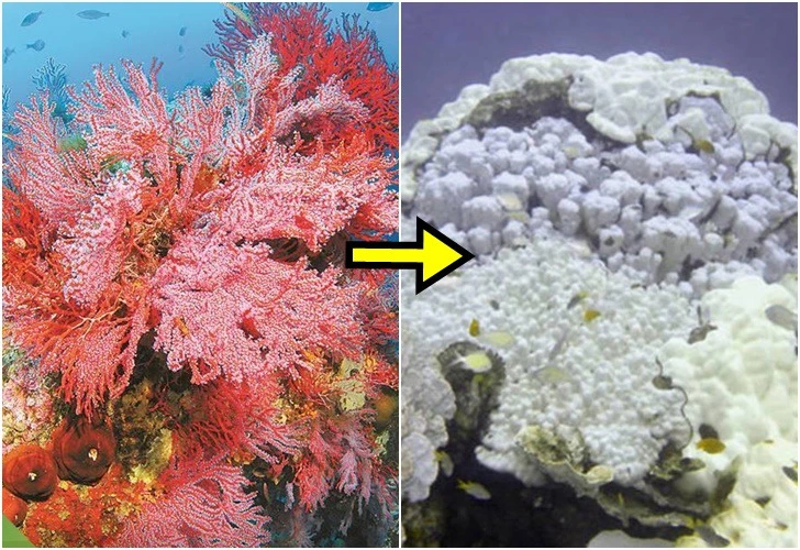 999B8C375E0EF75F324C44