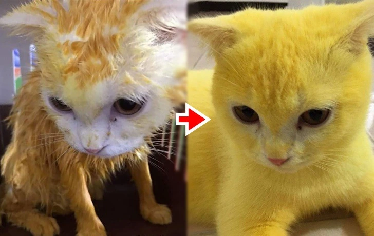 99C000385F45E9B806B858