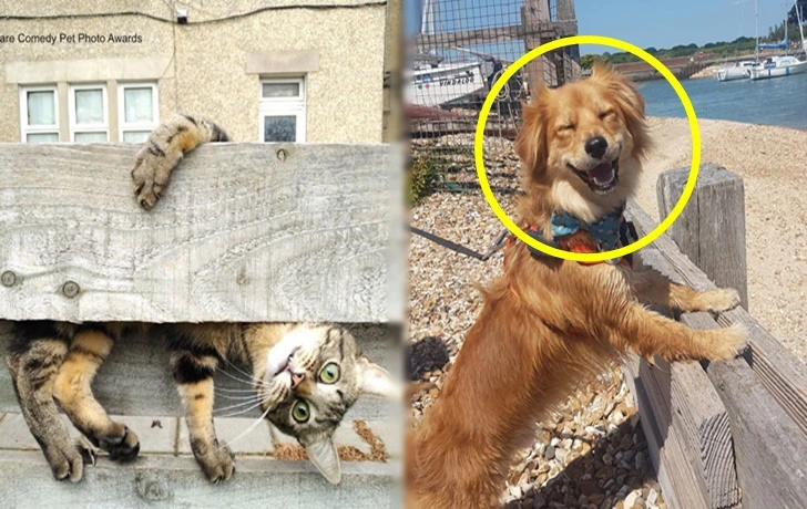 993EF7445F73E2D1155E22