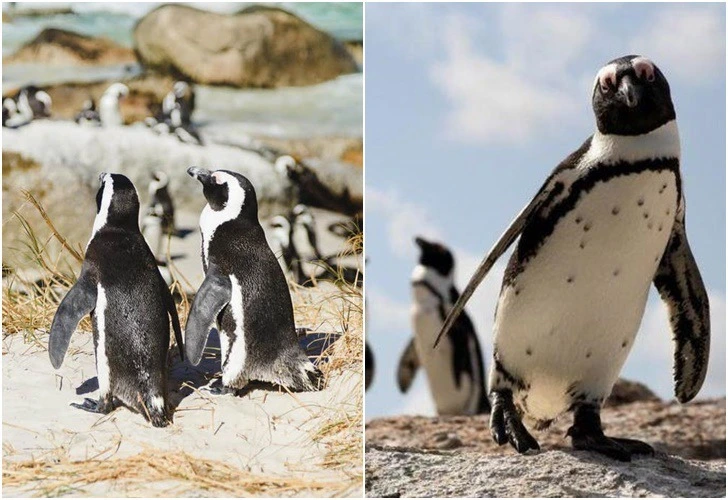 996BE6425E310E5F26471E