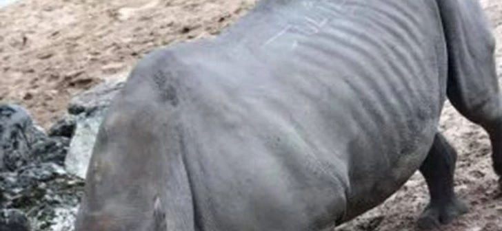 99C0D53D5D6E11360D4350