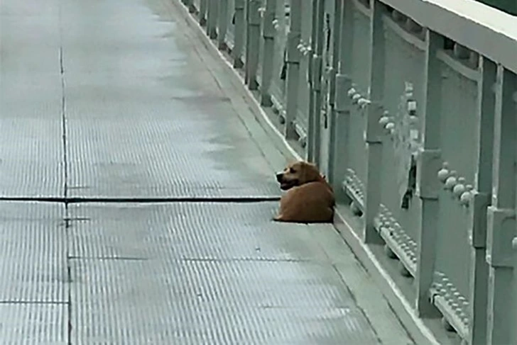 996B814C5F841723173067