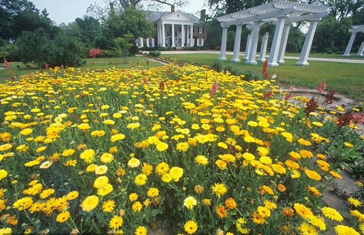 99C466415F2D6CF022FD60