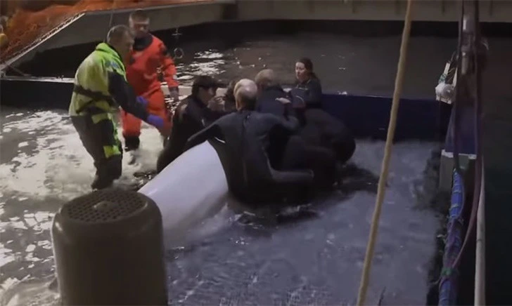 99DB204E5F352C251DD34F