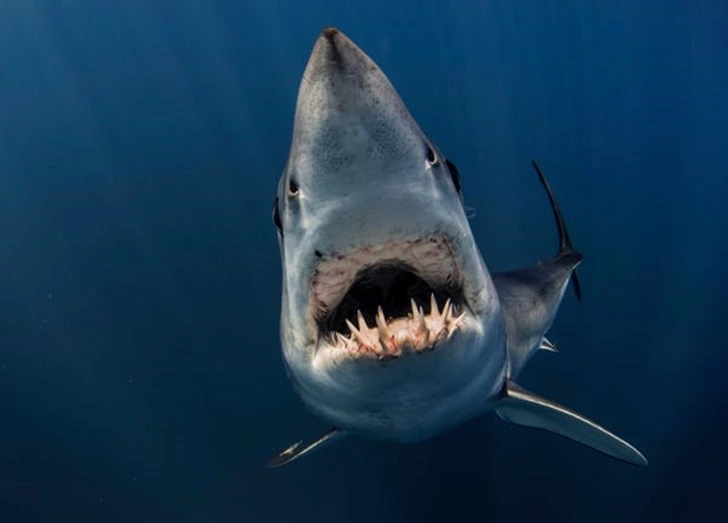 99CCE8385F597A0118554B