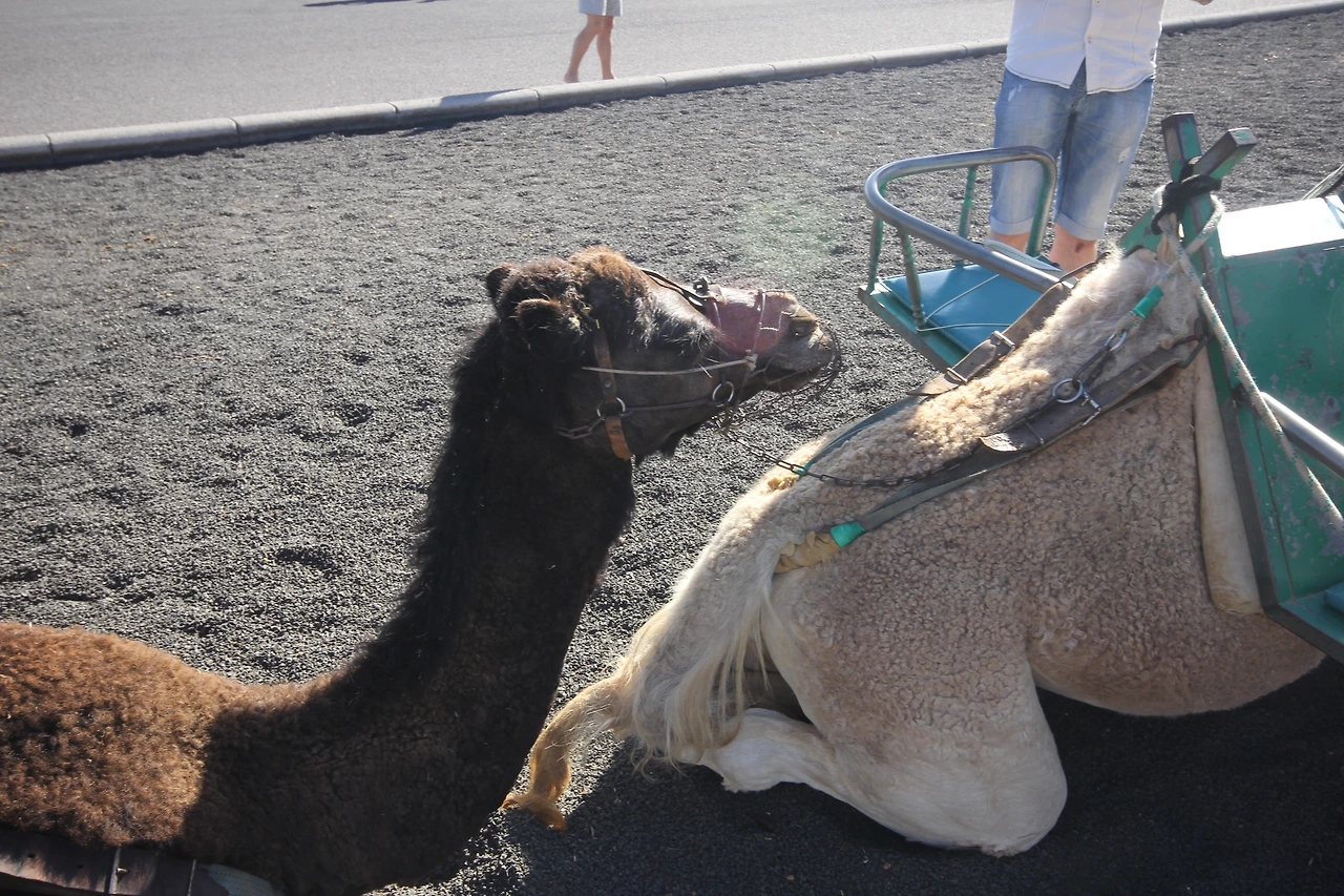 03_란사로테_화산 (41).JPG