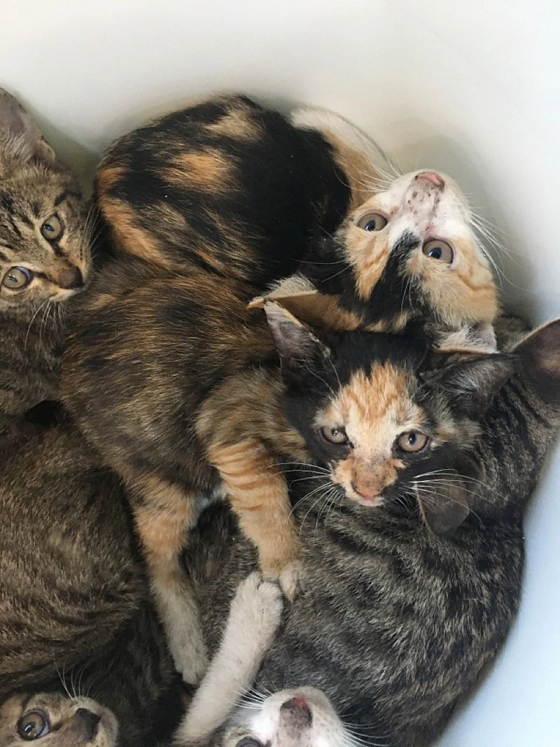 콩떡이 처음.jpeg