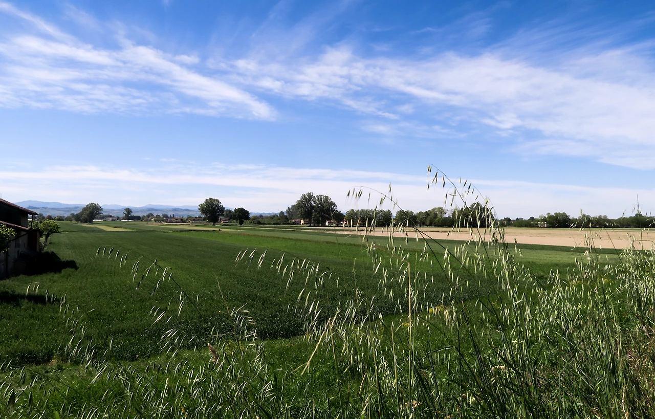 메자니노 마을의 보리밭.JPG