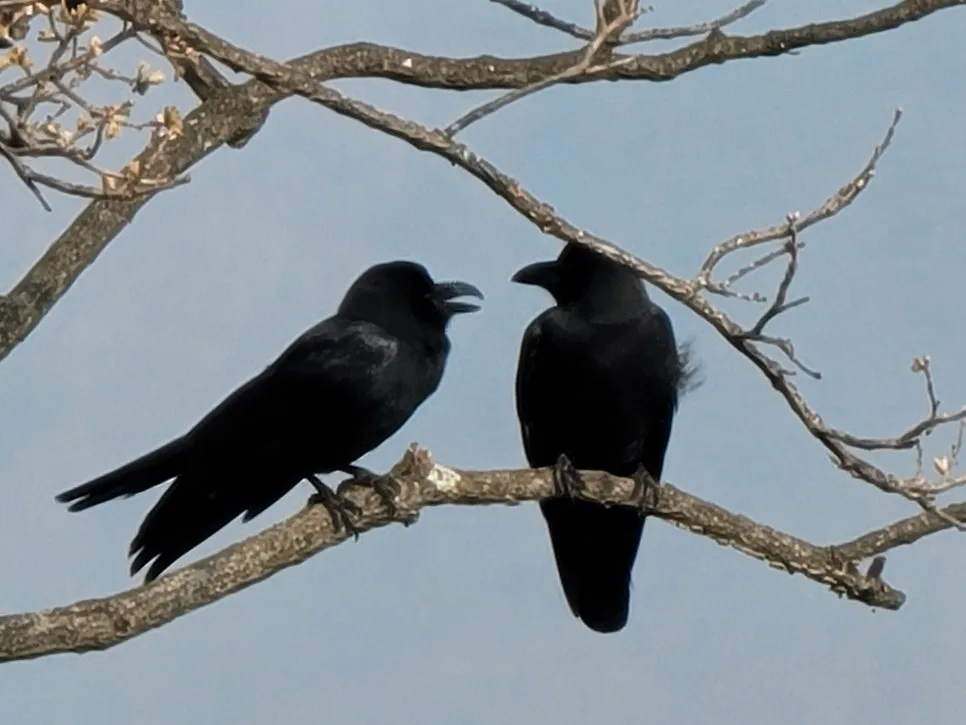 20250404%EF%BC%BF085826.jpg?type=w966