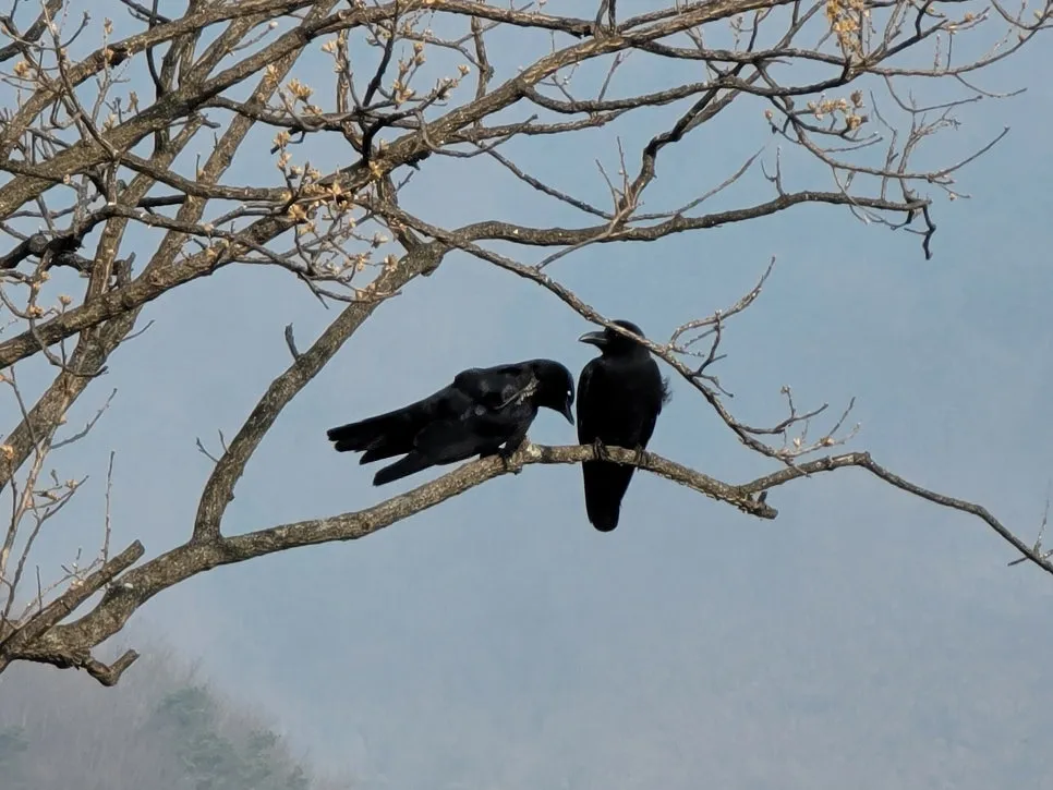 20250404%EF%BC%BF085811.jpg?type=w966