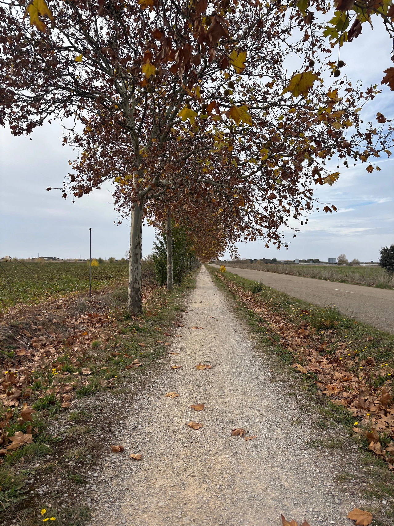 베르시아노스 델 레알 카미노 4.jpeg