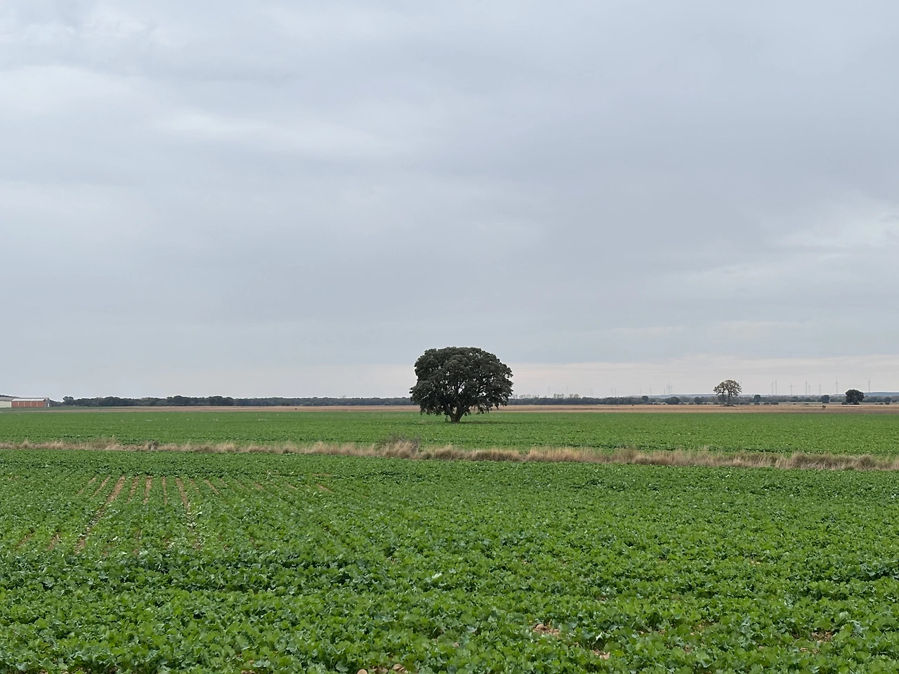 테라딜로스 데 로스 템플라리오스 2.jpeg