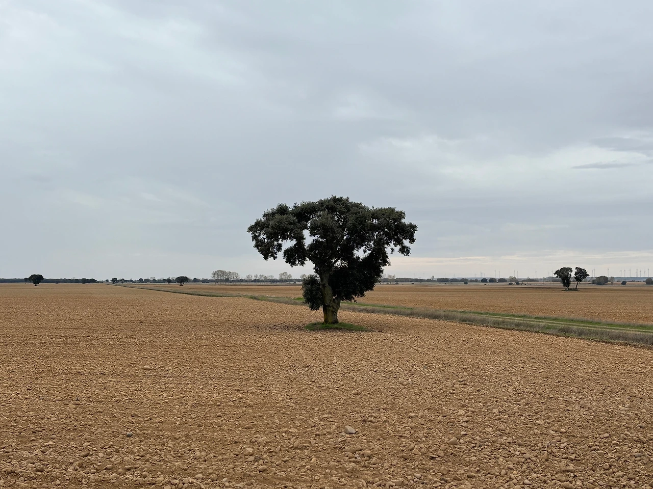 테라딜로스 데 로스 템플라리오스 3.jpeg