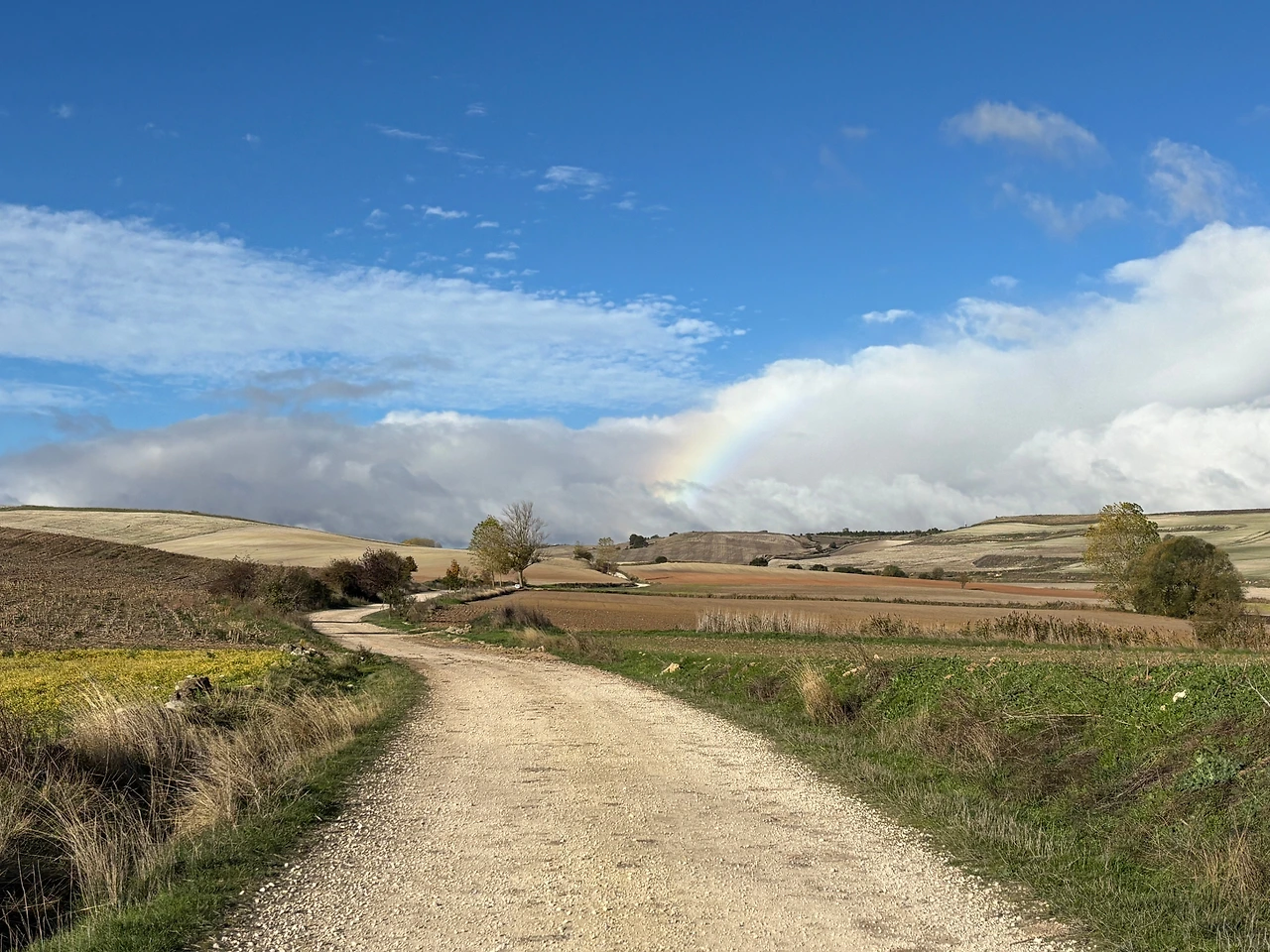 혼타나스 2.jpeg