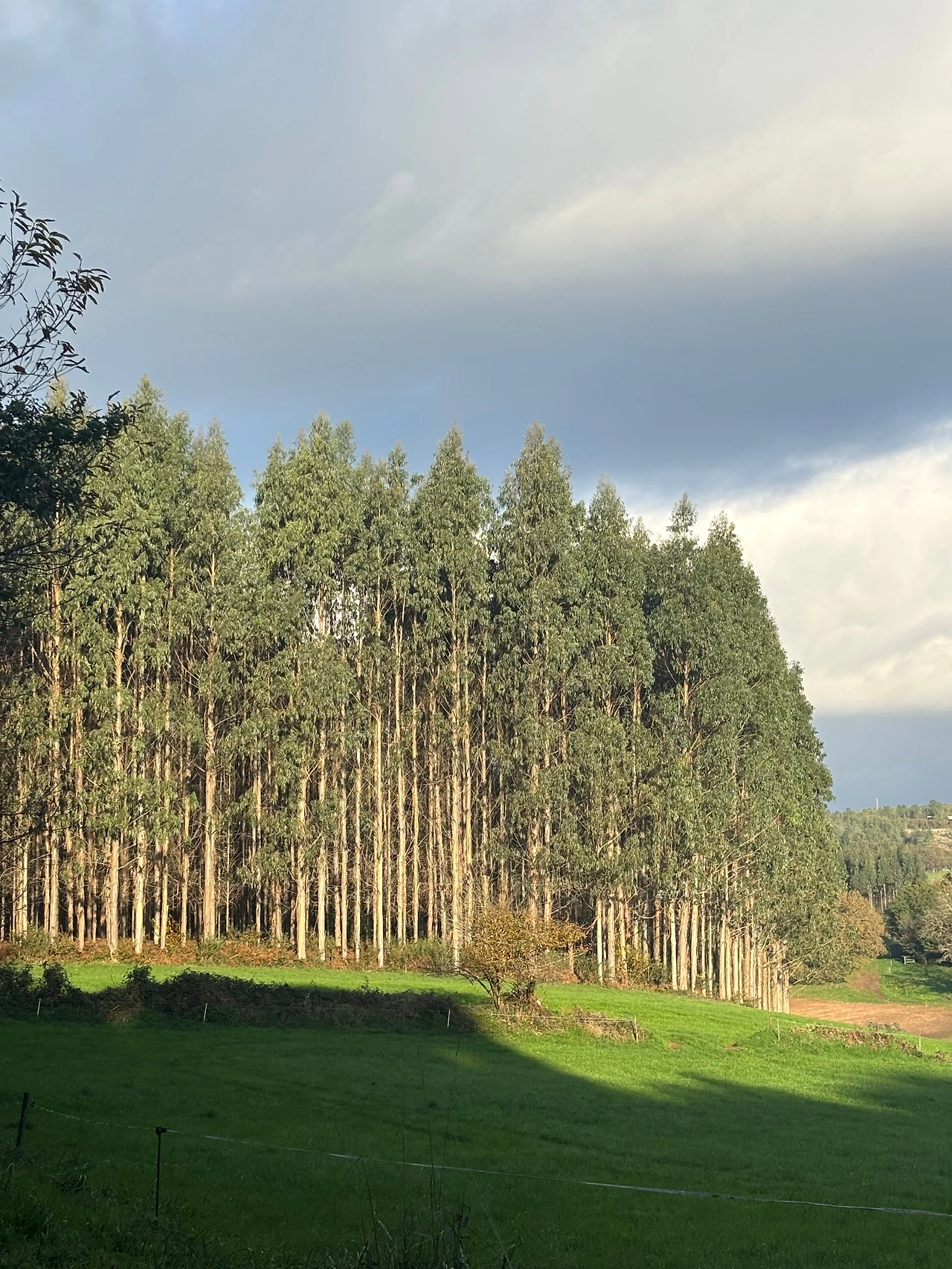 아르주아 1.jpeg