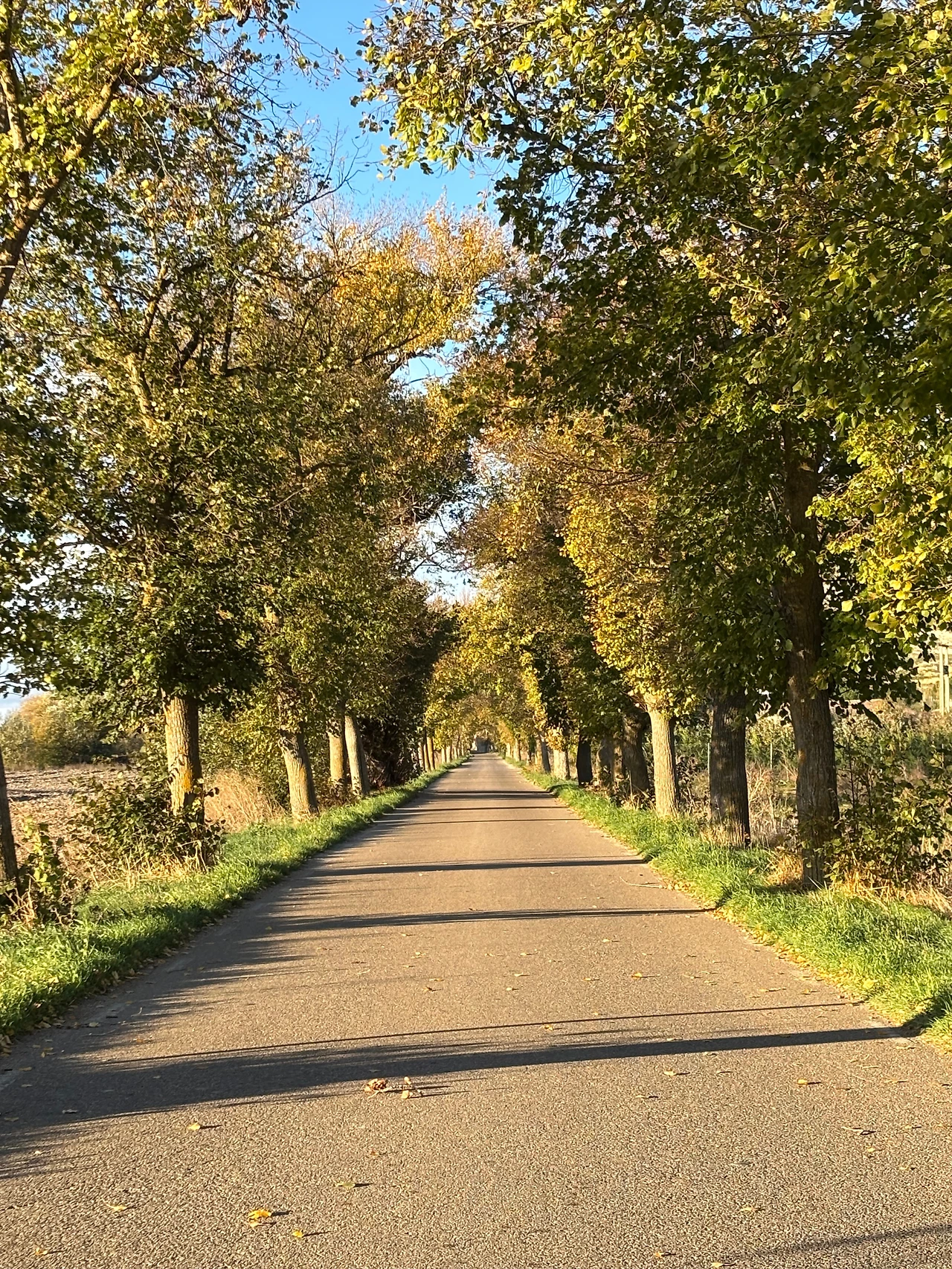 프로미스타 1.jpeg