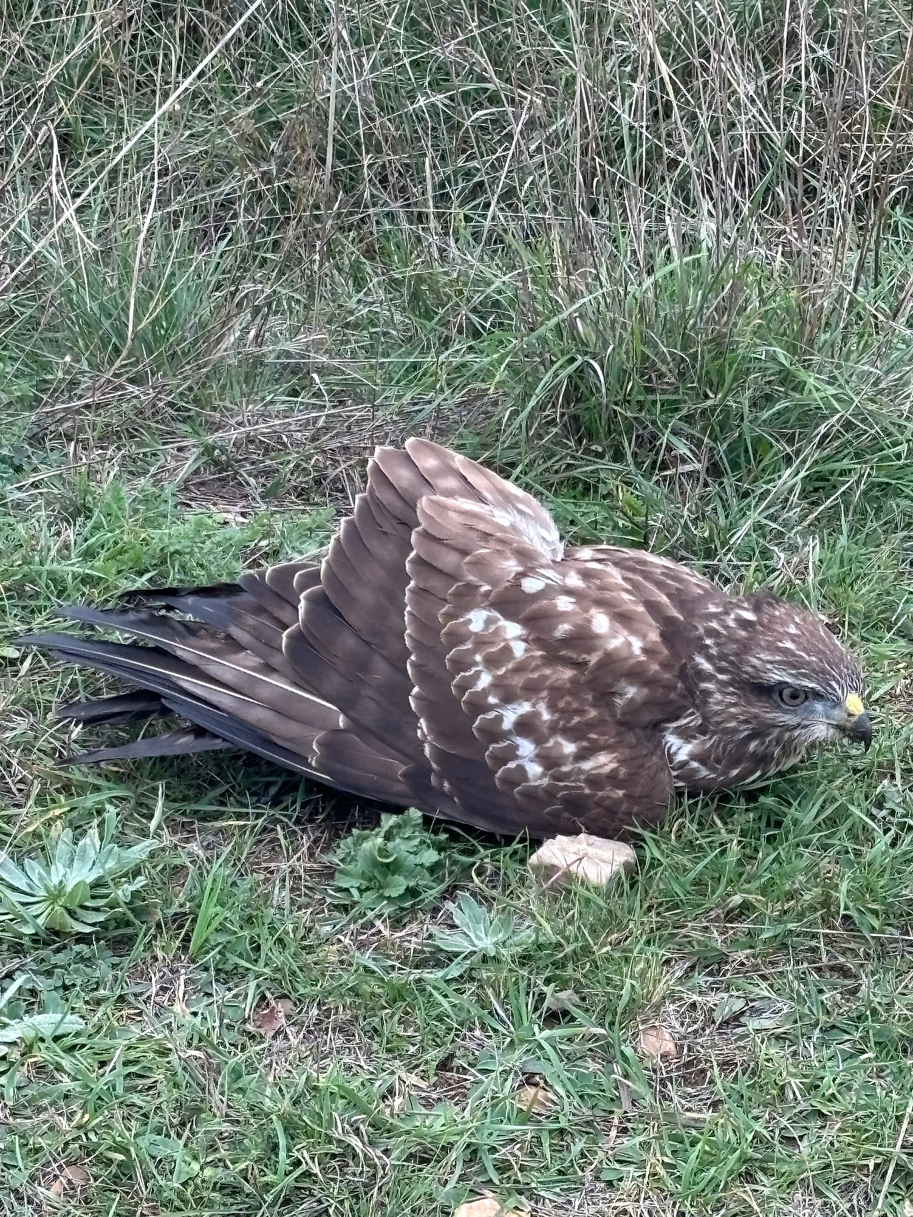 아타푸에르카 4.jpeg