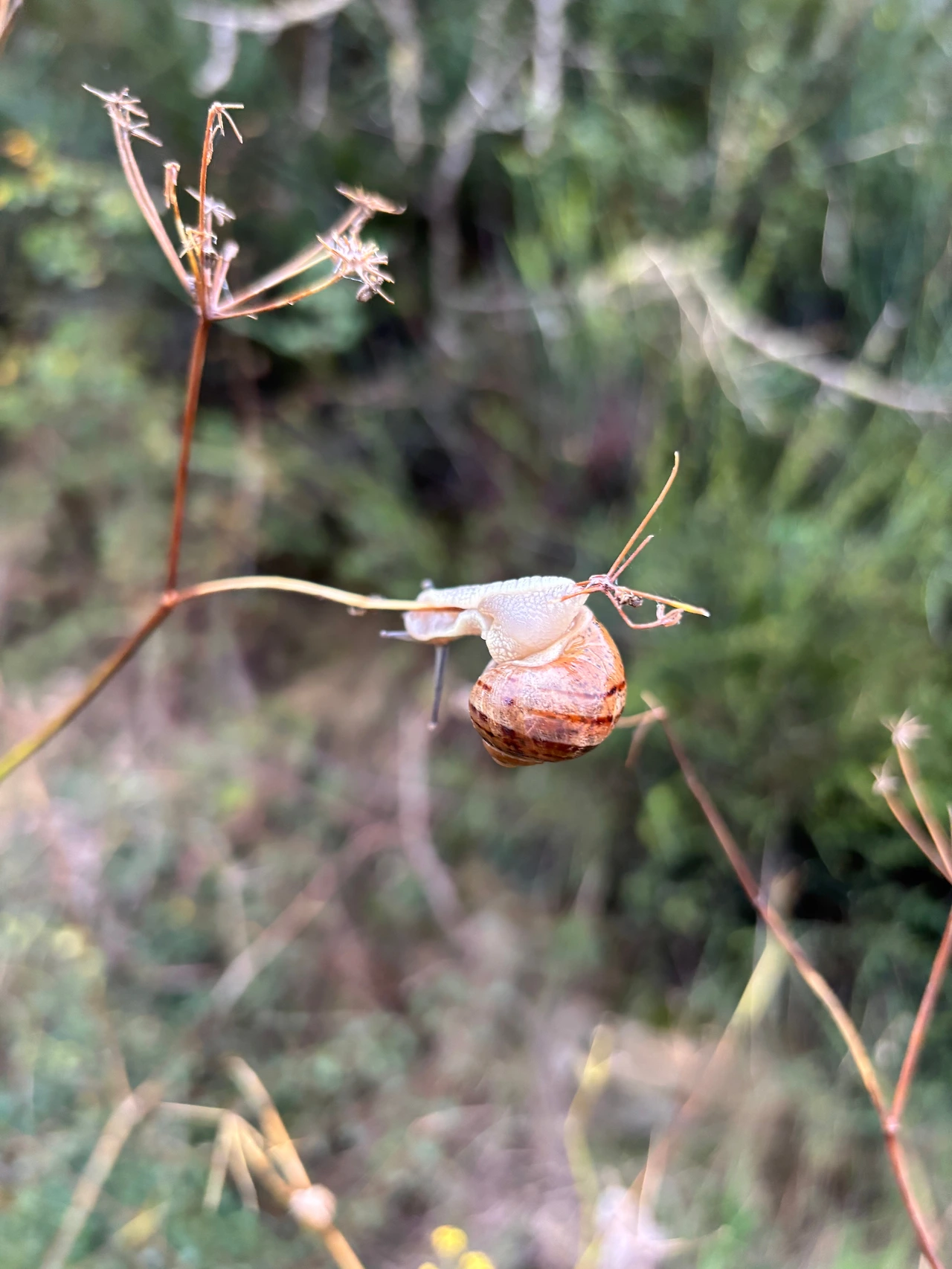 에스피날 2.jpeg