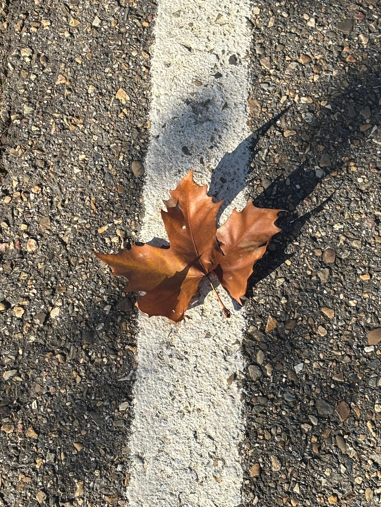 만실라 데 라스 물라스 3.jpeg