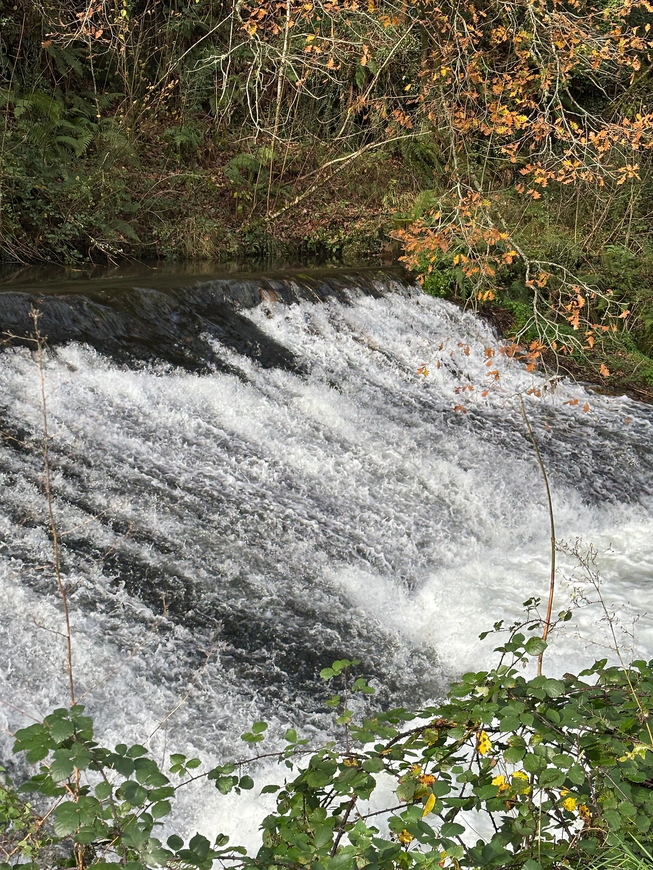 사리아 2.jpeg