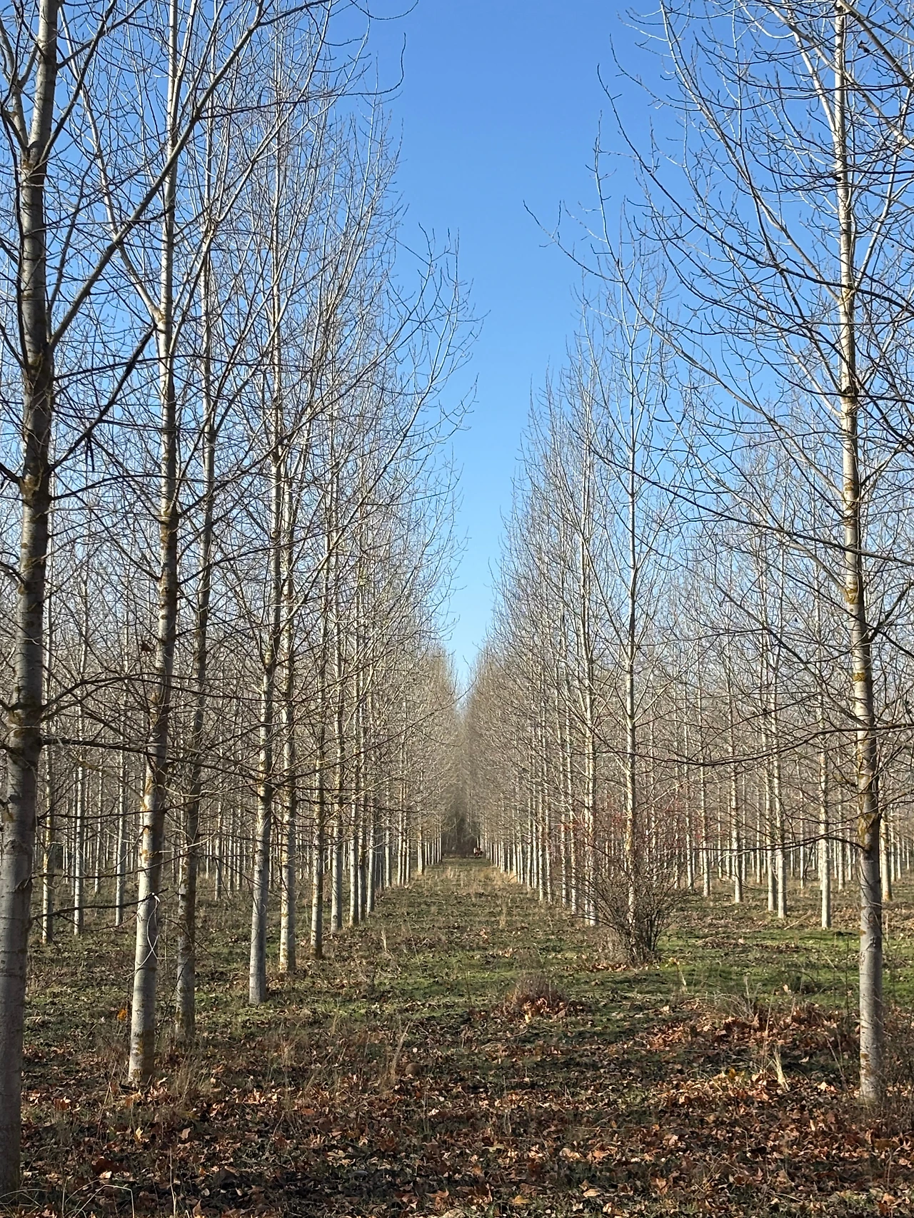 만실라 데 라스 물라스 2.jpeg