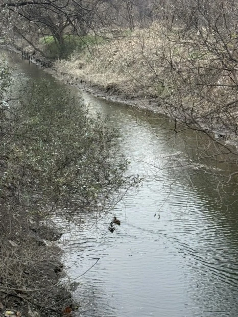 IMG_5049.jpg?type=w466