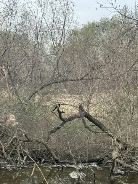 IMG_5051.jpg?type=w466