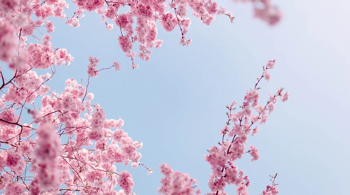 image_4764249931619073833142.jpg?type=w1200