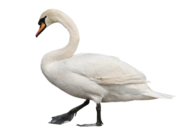 shutterstock_1935835315-removebg-preview.png?type=w1200