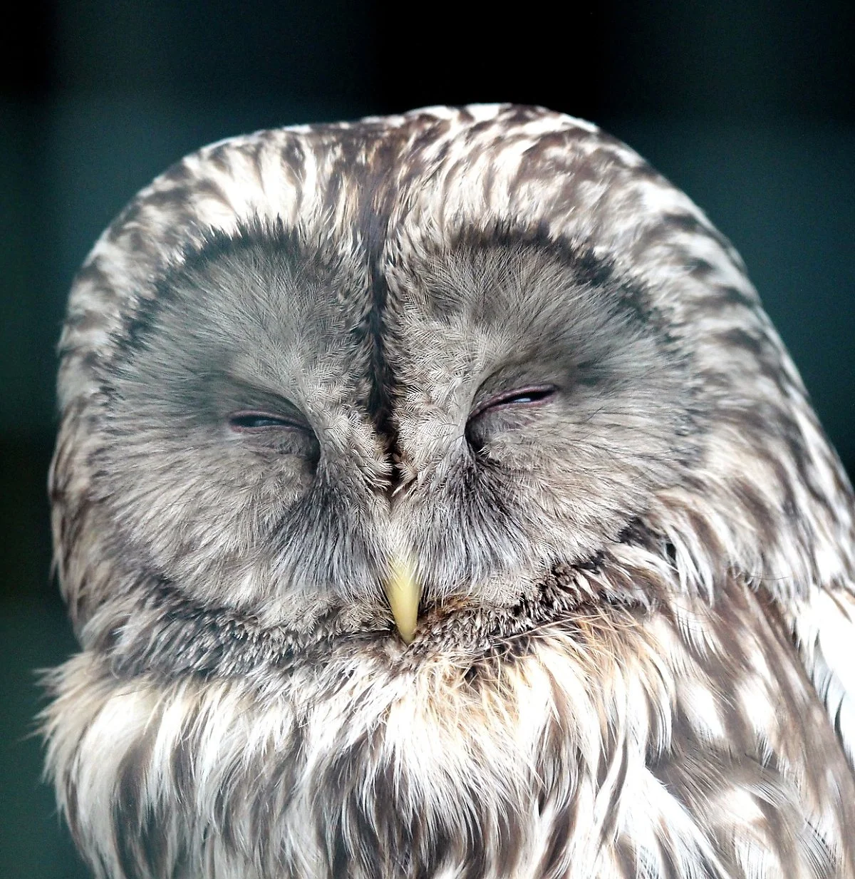 image_4858496791624601014374.jpg?type=w1200