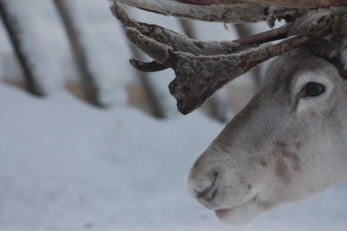 reindeer-5014471_1920.jpg?type=w1200