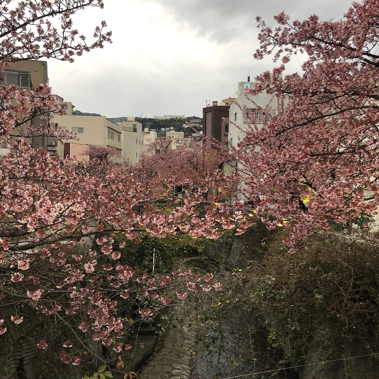 Atami_Sakura.jpeg