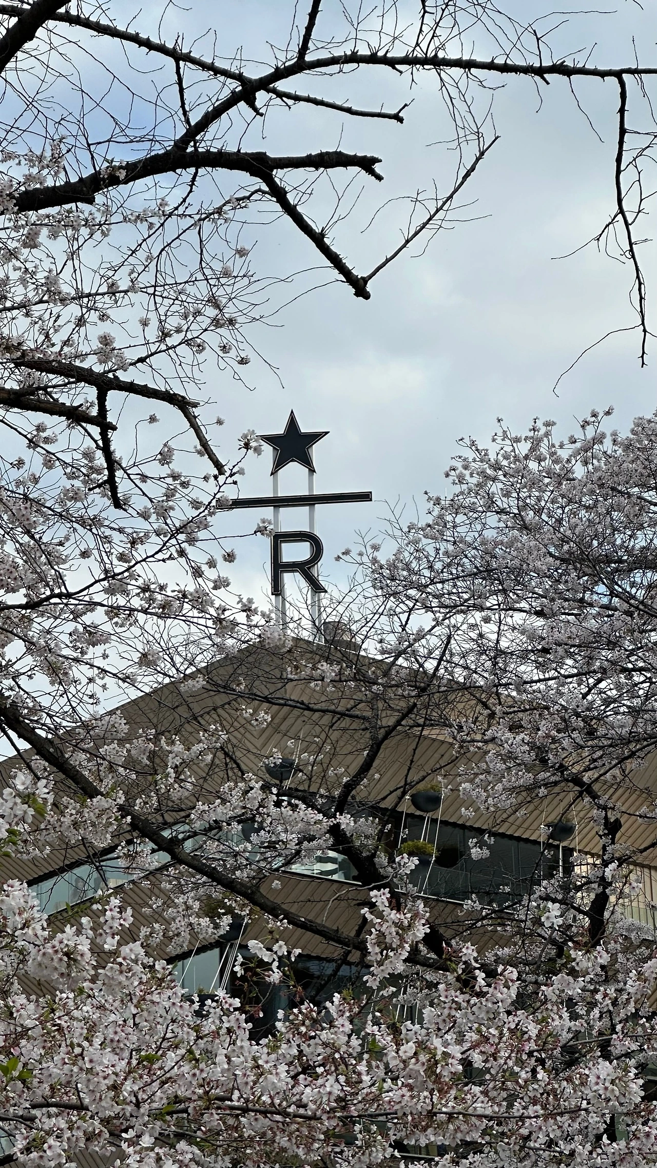 Sakura_Nakameguro.jpeg