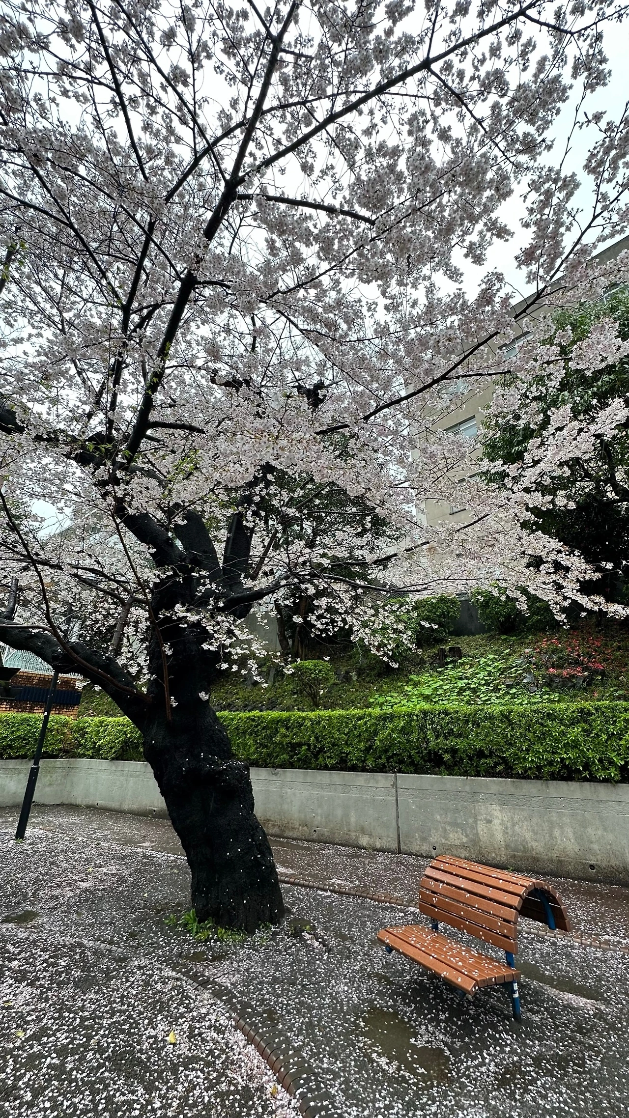 Sakura_Roppongi.jpeg