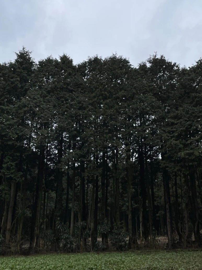 IMG_0425.JPEG?type=w773