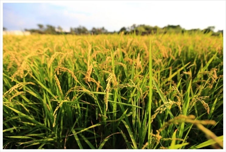 %C5%A9%B1%E2%BA%AF%C8%AF_IMG_7404.JPG?type=w2