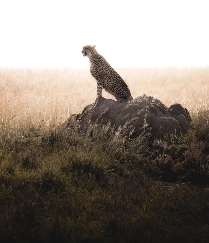 photo-1641133292545-32e441e60190.jfif